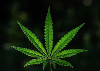 10 Biggest Cannabis Stocks in the US and Canada