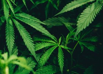 Trump Weighs Executive Order to Loosen Federal Cannabis Restrictions